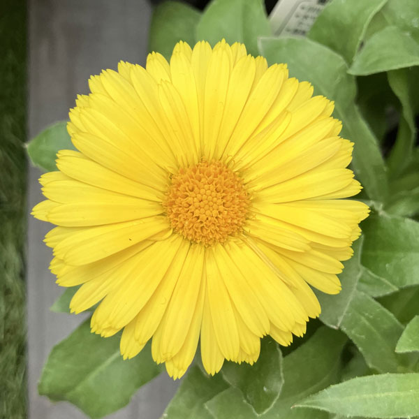 もこもこカレンジュラ：トラさんのクラリネット（エミフル ムーン）2.5号ロングポット