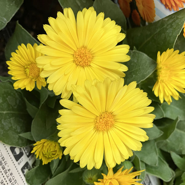 もこもこカレンジュラ：トラさんのクラリネット（エミフル ムーン）2.5号ロングポット