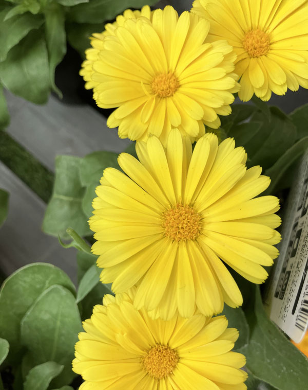 もこもこカレンジュラ：トラさんのクラリネット（エミフル ムーン）2.5号ロングポット