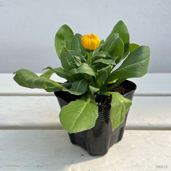 カレンジュラ：エミフル　ムーン3号ポット 2株セット