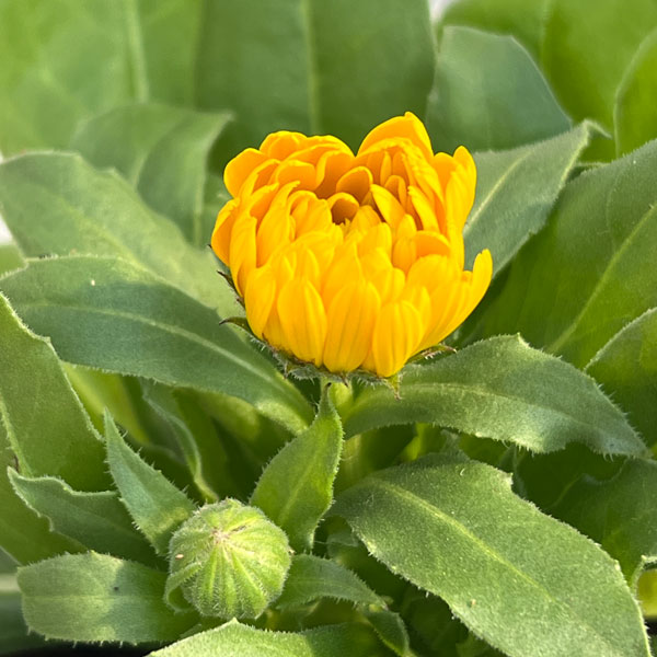 カレンジュラ：エミフル　ムーン3号ポット 2株セット