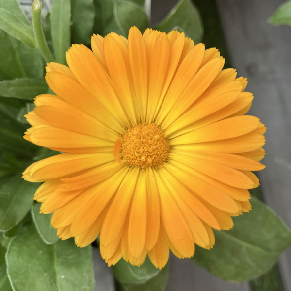 もこもこカレンジュラ：シマウマさんのアコーディオン（エミフル サンセット）2.5号ロングポット