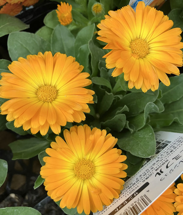 もこもこカレンジュラ：シマウマさんのアコーディオン（エミフル サンセット）2.5号ロングポット