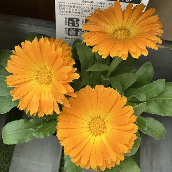 もこもこカレンジュラ：シマウマさんのアコーディオン（エミフル サンセット）2.5号ロングポット