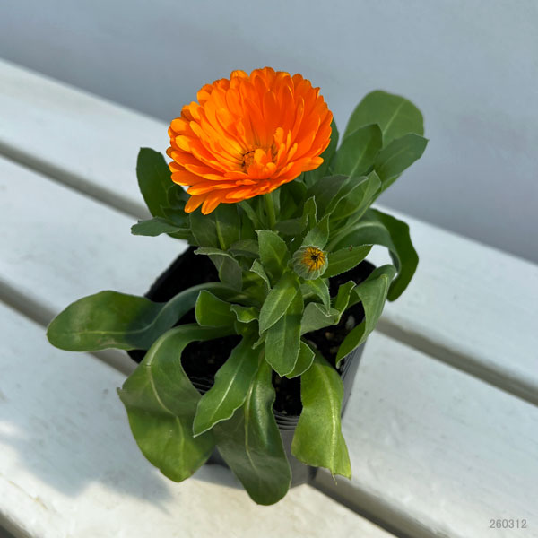 カレンジュラ：エミフル　サンセット3号ポット 6株セット