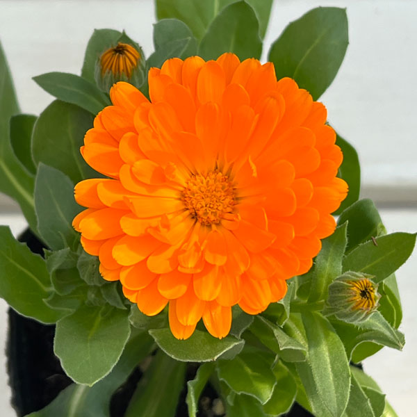 カレンジュラ：エミフル　サンセット3号ポット 6株セット