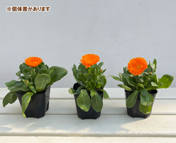 カレンジュラ：エミフル　サンセット3号ポット 6株セット