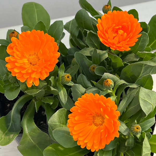 カレンジュラ：エミフル　サンセット3号ポット 6株セット