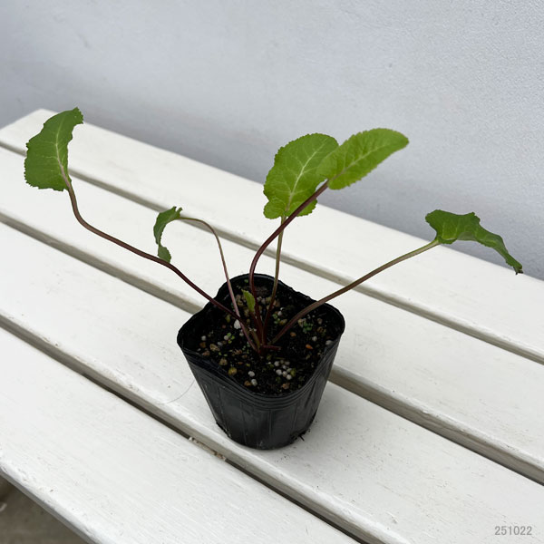 キリシマヤツシロソウ(霧島八代草)3号ポット