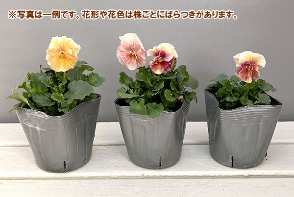 うえたコレクションビオラ：シフォンピーチ3.5号ポット