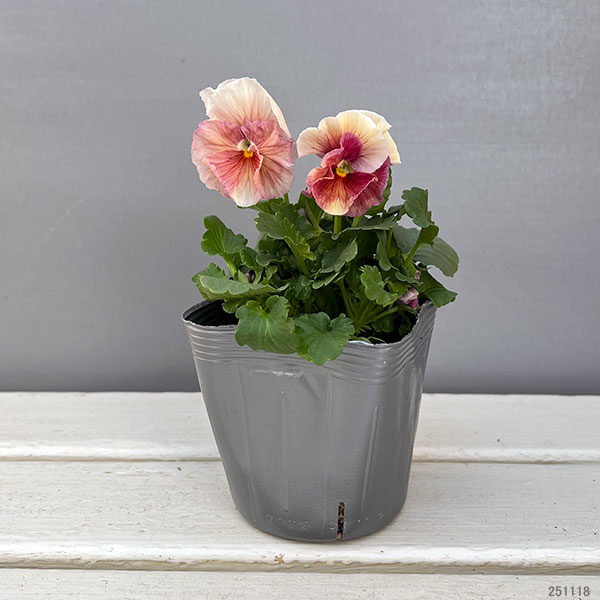 うえたコレクションビオラ：シフォンピーチ3.5号ポット