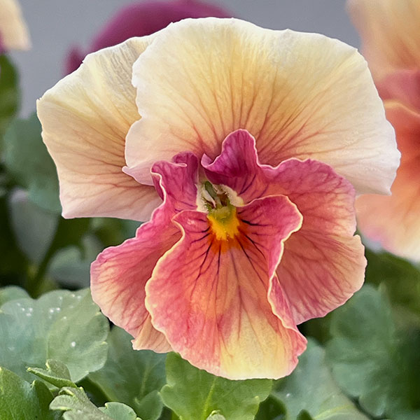 うえたコレクションビオラ：シフォンピーチ3.5号ポット