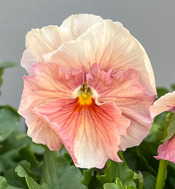 うえたコレクションビオラ：シフォンピーチ3.5号ポット