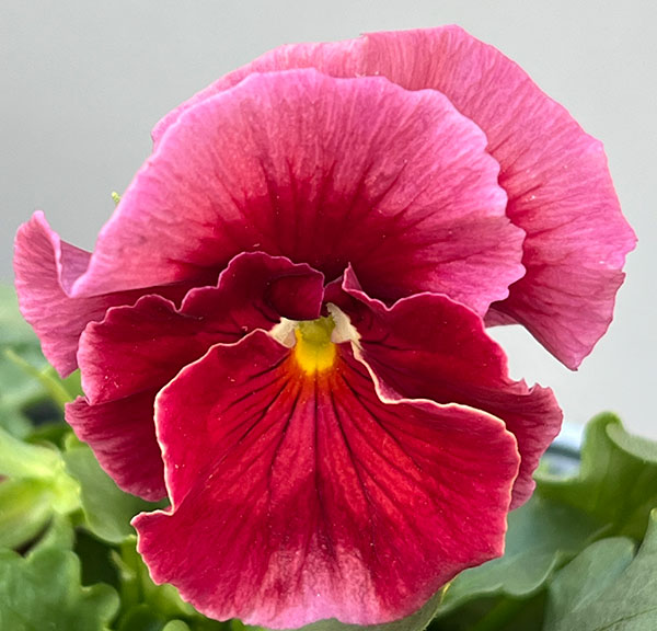 うえたコレクションビオラ：シフォンピーチ3.5号ポット