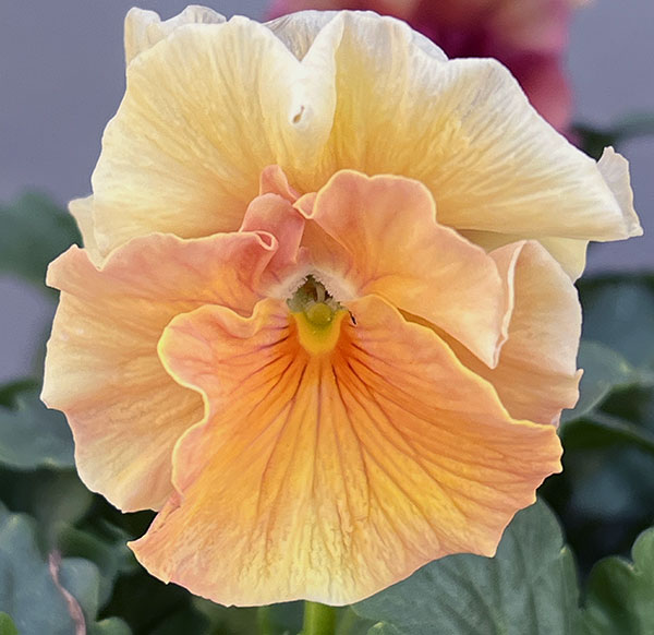 うえたコレクションビオラ：シフォンピーチ3.5号ポット