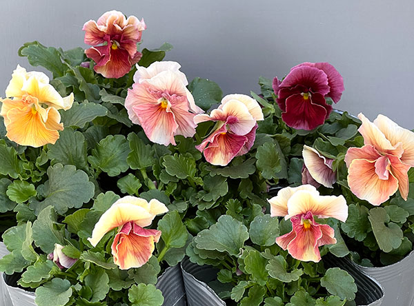 うえたコレクションビオラ：シフォンピーチ3.5号ポット