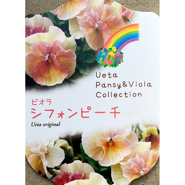 うえたコレクションビオラ：シフォンピーチ3.5号ポット