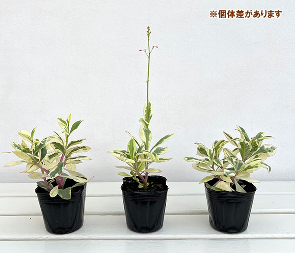 タリナム カリシナム斑入り3号ポット