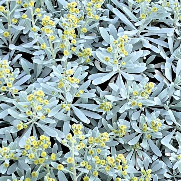 モクビャッコウ3-3.5号ポット*