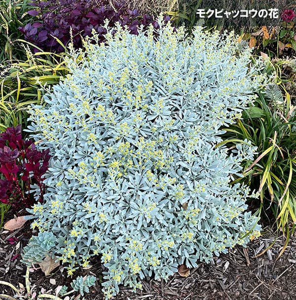 モクビャッコウ3-3.5号ポット*