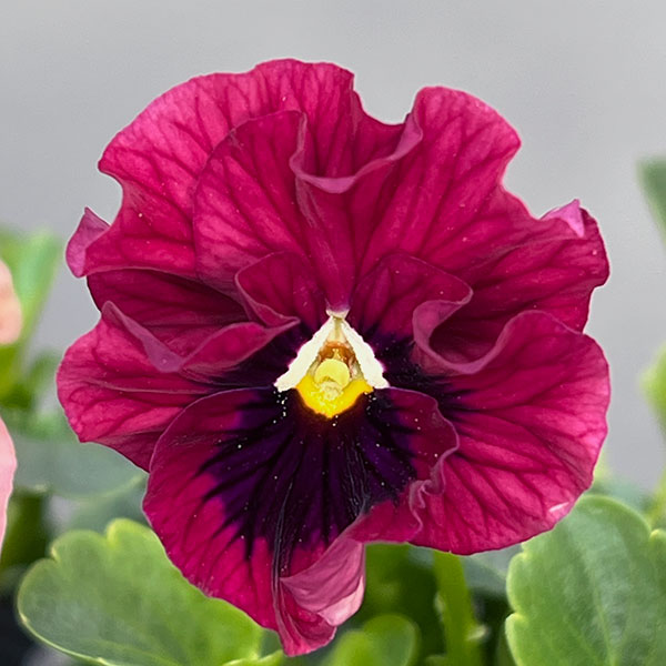 うえたコレクションパンジー:天の羽衣(あまのはごろも)3.5号ポット6株セット