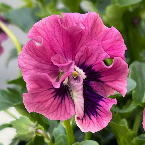 うえたコレクションパンジー:天の羽衣(あまのはごろも)3.5号ポット6株セット