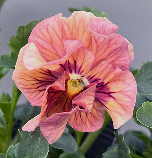 うえたコレクションパンジー:天の羽衣(あまのはごろも)3.5号ポット6株セット