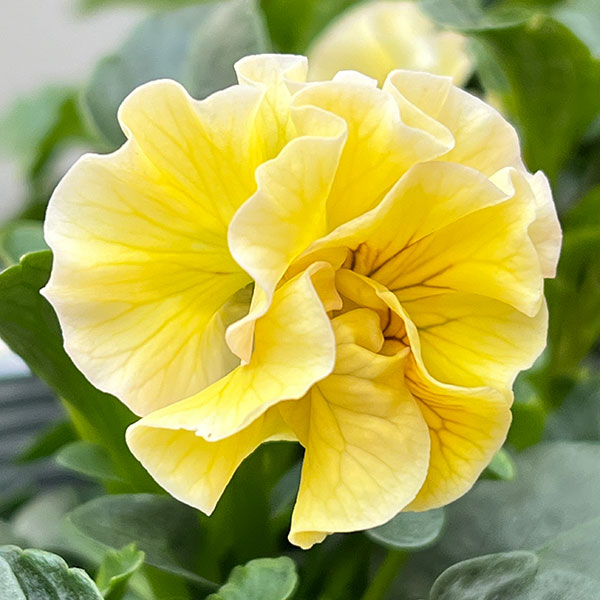 うえたコレクションパンジー:天の羽衣(あまのはごろも)3.5号ポット6株セット