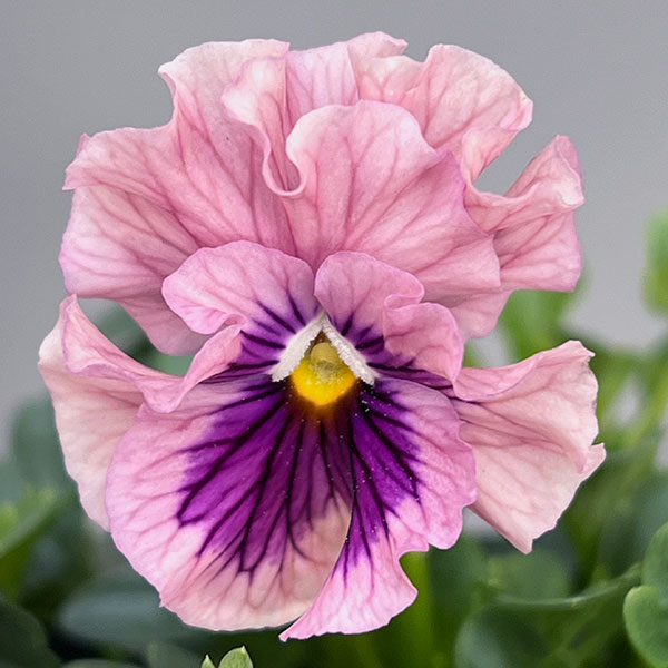 うえたコレクションパンジー:天の羽衣(あまのはごろも)3.5号ポット6株セット