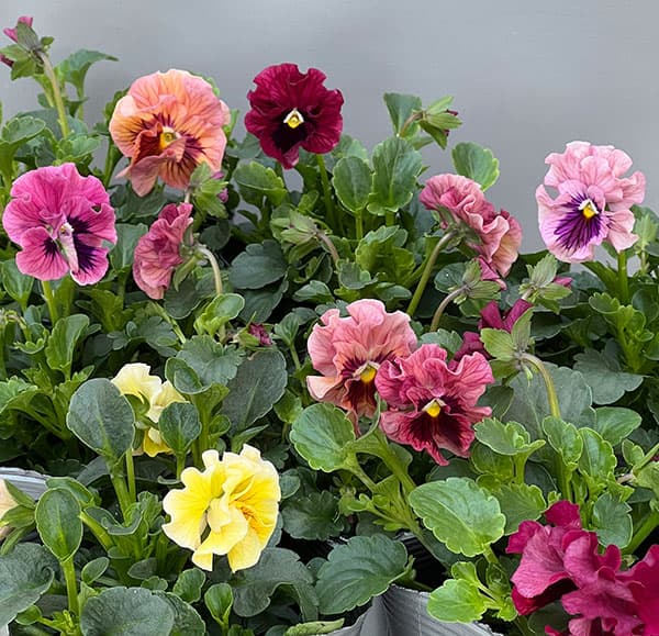 うえたコレクションパンジー:天の羽衣(あまのはごろも)3.5号ポット6株セット