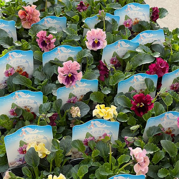 うえたコレクションパンジー:天の羽衣(あまのはごろも)3.5号ポット6株セット