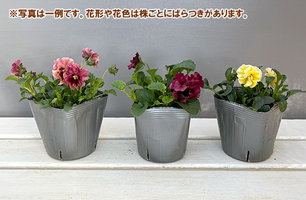うえたコレクションパンジー:天の羽衣(あまのはごろも)3.5号ポット6株セット
