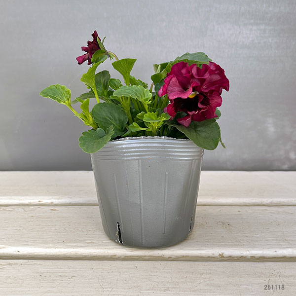 うえたコレクションパンジー:天の羽衣(あまのはごろも)3.5号ポット6株セット