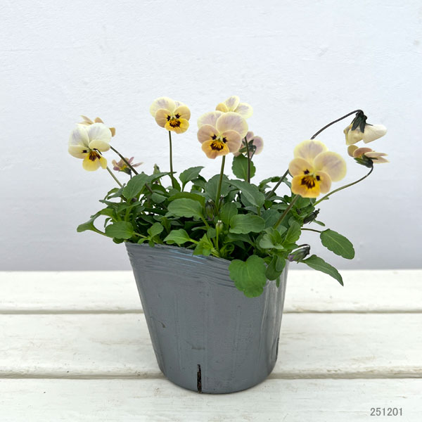 見元園芸さんのビオラ：シェリルの片思い3-3.5号ポット