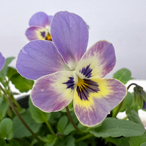 見元園芸さんのビオラ：シュシュの約束3-3.5号ポット