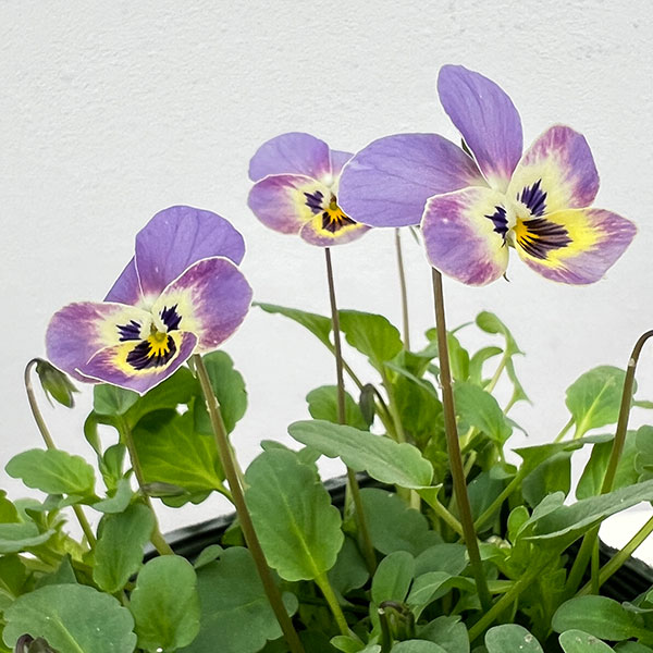 見元園芸さんのビオラ：シュシュの約束3-3.5号ポット