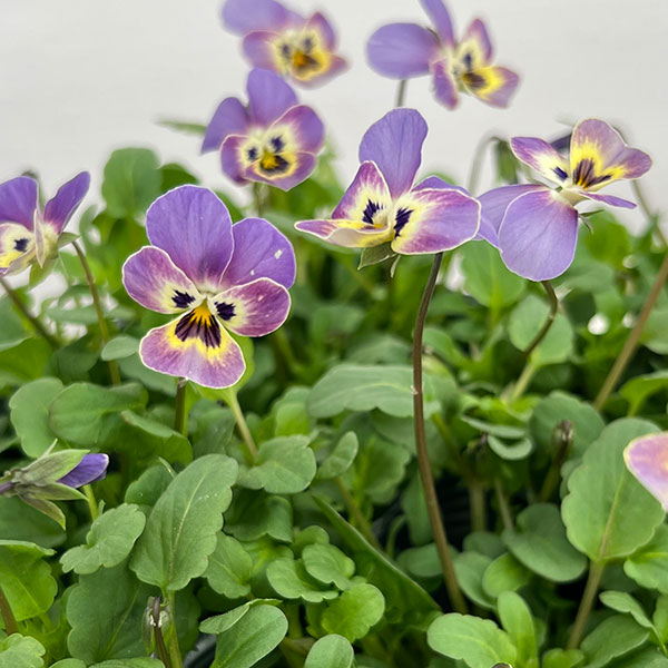 見元園芸さんのビオラ：シュシュの約束3-3.5号ポット