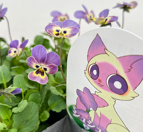 見元園芸さんのビオラ：シュシュの約束3-3.5号ポット