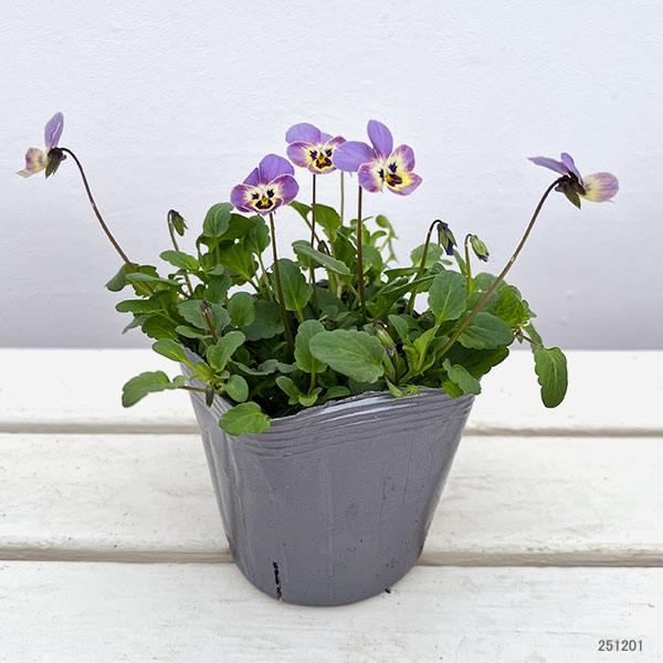 見元園芸さんのビオラ：シュシュの約束3-3.5号ポット