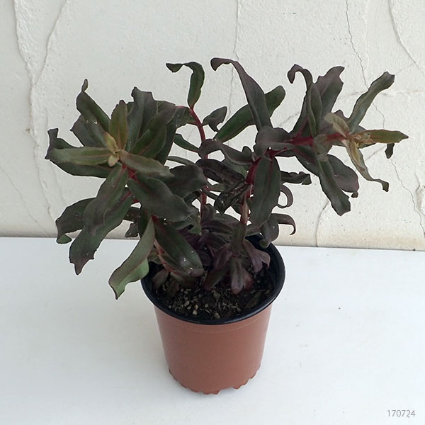 セダム：パープルエンペラー3.5号ポット