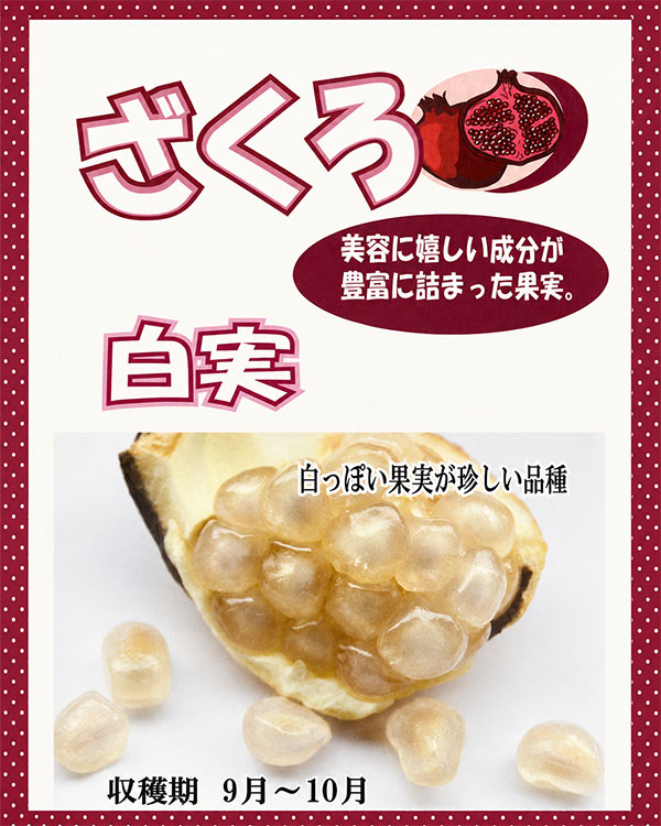 ザクロ:白実4号ポット