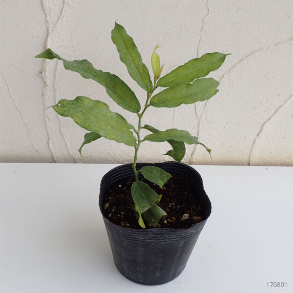 アリストロキア・サルヴァドレンシス4号ポット