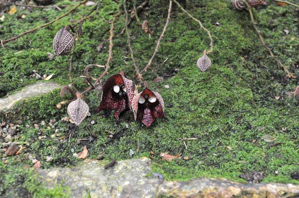 アリストロキア・サルヴァドレンシス4号ポット