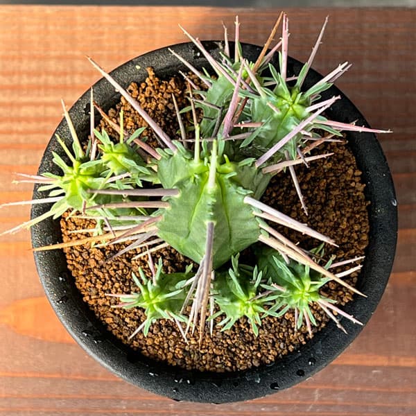 ユーフォルビア:フェロックス 3号鉢植え