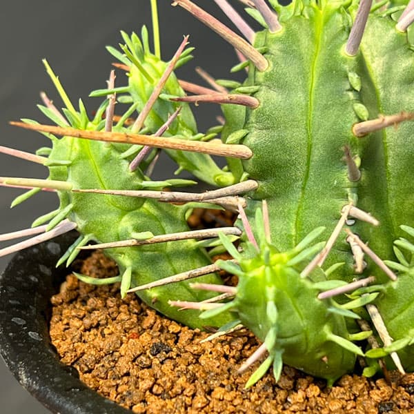 ユーフォルビア:フェロックス 3号鉢植え