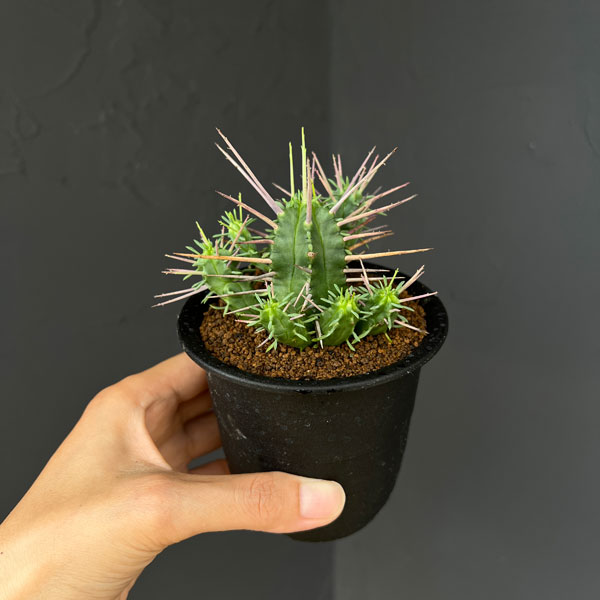 ユーフォルビア:フェロックス 3号鉢植え