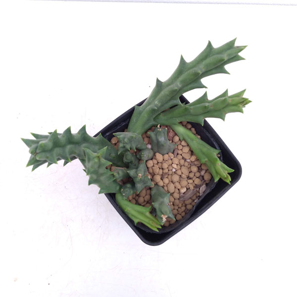 オルベア:バリエガータ 3.5号鉢植え