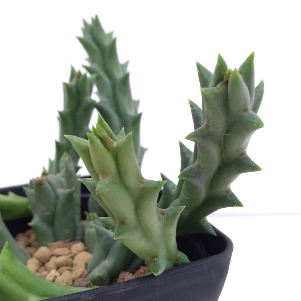 オルベア:バリエガータ 3.5号鉢植え