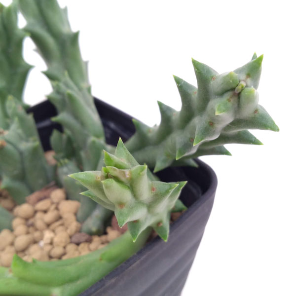 オルベア:バリエガータ 3.5号鉢植え