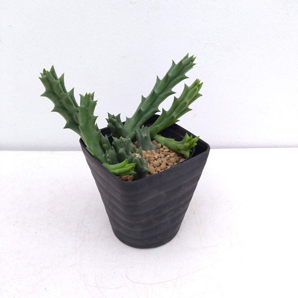 オルベア:バリエガータ 3.5号鉢植え